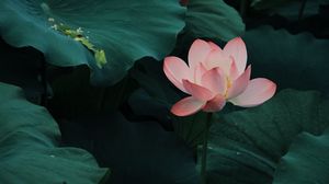 海尔LU55H7300电视DH1TM0M0300固件升级20140530版本刷机包